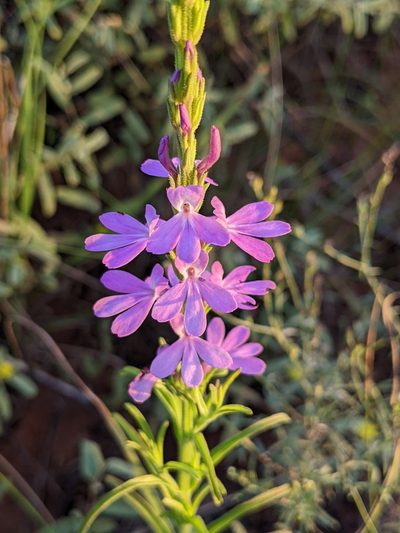 Striga curviflora, photographed by Michael Somerville