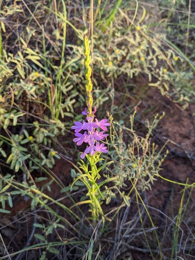 Striga curviflora, photographed by Michael Somerville