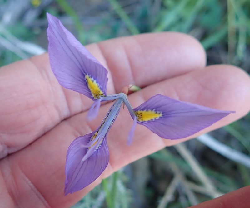 Moraea amabilis, photographed by Peter Warren