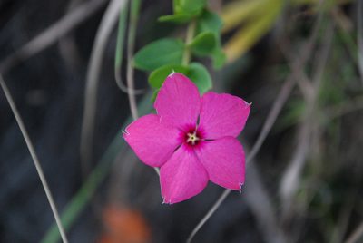 Catharanthus ovalis, photographed by Andrew Hankey