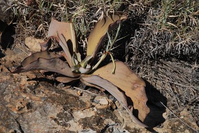 Kalanchoe synsepala, photographed by Andrew Hankey