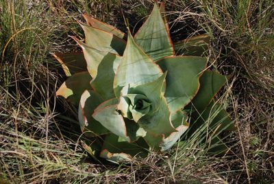 Aloe imalotensis, photographed by Andrew Hankey