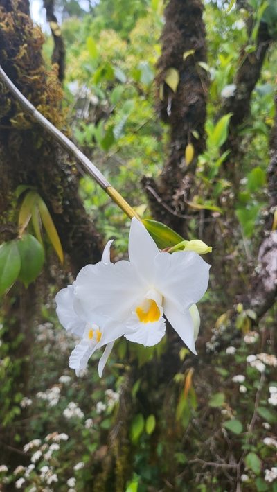 Dendrobium infundibulum, photographed by Cheongweei Gan
