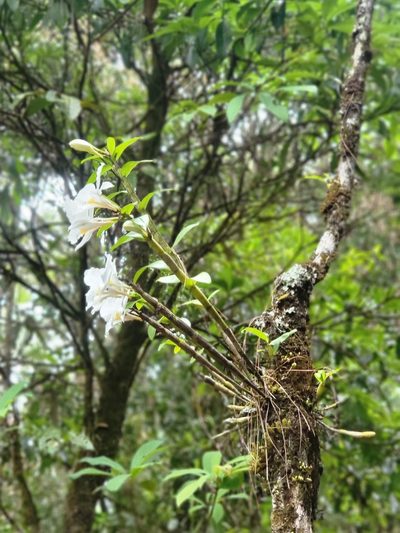 Dendrobium infundibulum, photographed by Cheongweei Gan