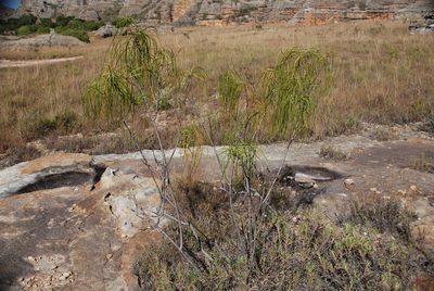 Ischnolepis graminifolia, photographed by Andrew Hankey