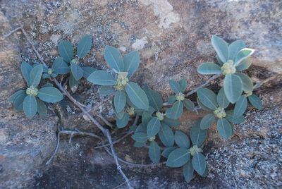 Ficus menabeensis, photographed by Andrew Hankey