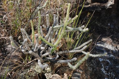 Cynanchum macrolobum, photographed by Andrew Hankey