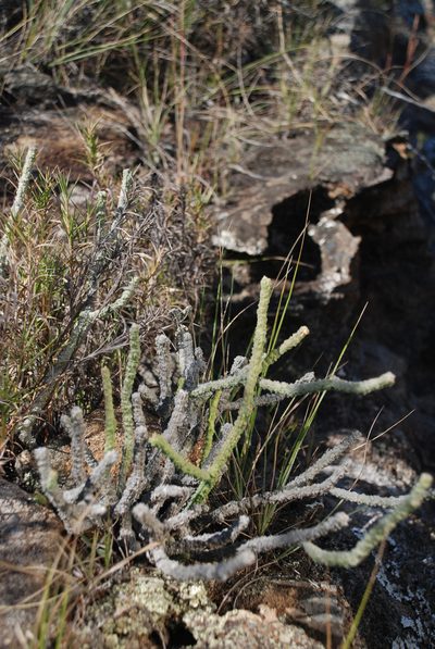 Cynanchum macrolobum, photographed by Andrew Hankey