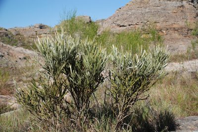 Tephrosia phylloxylon, photographed by Andrew Hankey