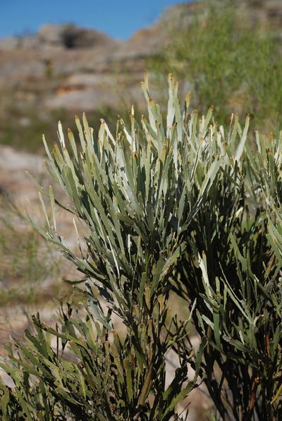 Tephrosia phylloxylon, photographed by Andrew Hankey