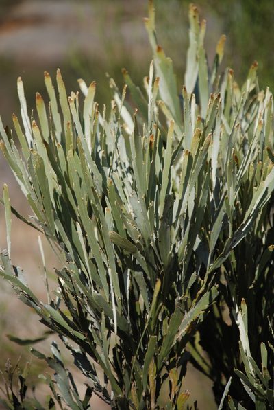 Tephrosia phylloxylon, photographed by Andrew Hankey