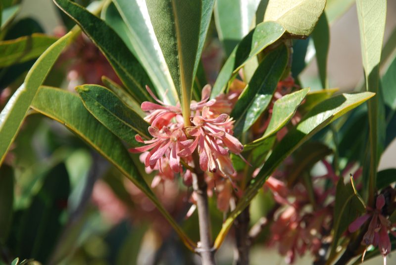Razafimandimbisonia minor, photographed by Andrew Hankey