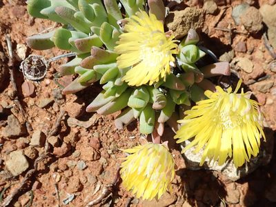 Cheiridopsis namaquensis, photographed by Peter Warren