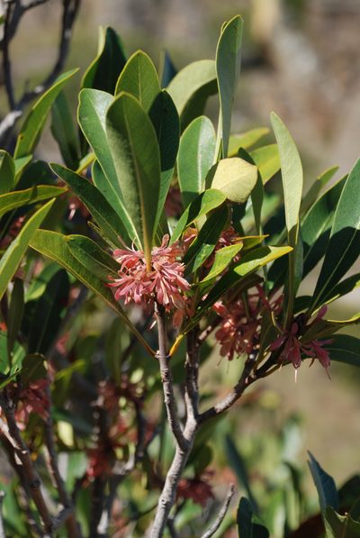 Razafimandimbisonia minor, photographed by Andrew Hankey