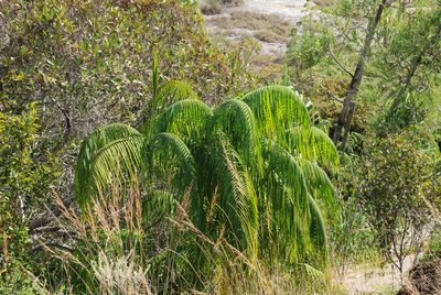 Chrysalidocarpus onilahensis, photographed by Andrew Hankey