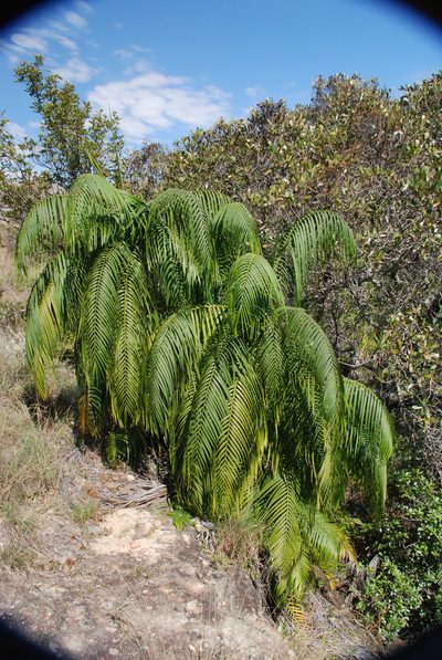 Chrysalidocarpus onilahensis, photographed by Andrew Hankey