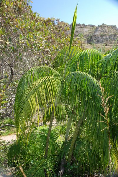 Chrysalidocarpus onilahensis, photographed by Andrew Hankey