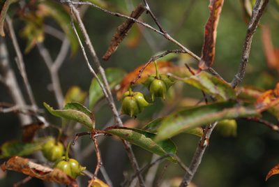 Sclerocroton melanostictus, photographed by Andrew Hankey