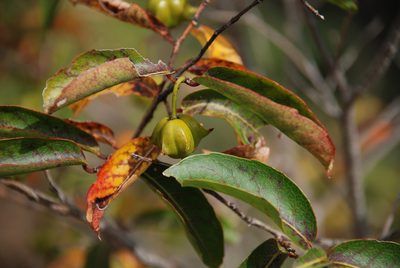 Sclerocroton melanostictus, photographed by Andrew Hankey