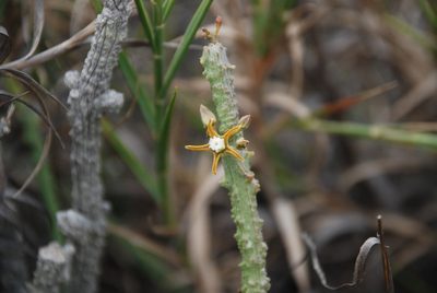 Cynanchum macrolobum, photographed by Andrew Hankey