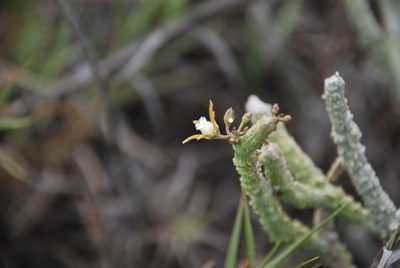 Cynanchum macrolobum, photographed by Andrew Hankey