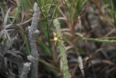 Cynanchum macrolobum, photographed by Andrew Hankey