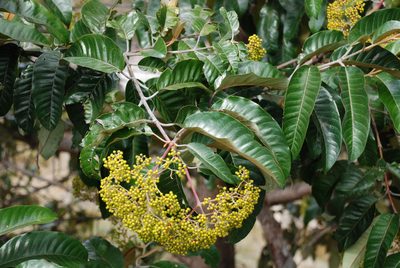 Harungana madagascariensis, photographed by Andrew Hankey