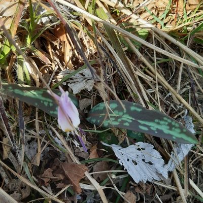 Erythronium dens-canis, photographed by Isabella Paleari