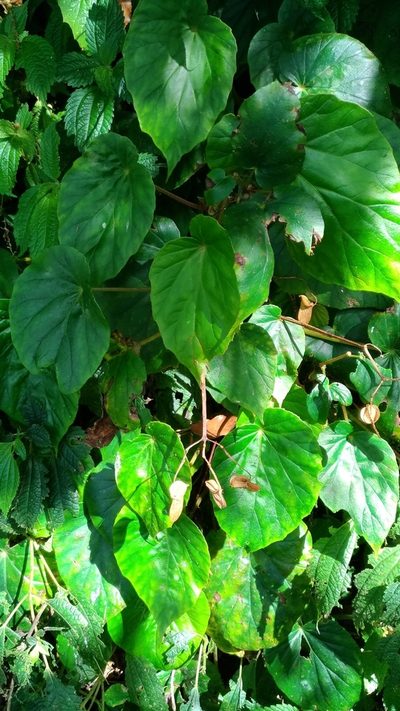 Begonia chitoensis, photographed by Lin Scott