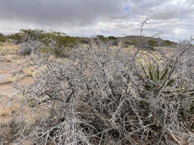 Rhus microphylla, photographed by CK2AZ