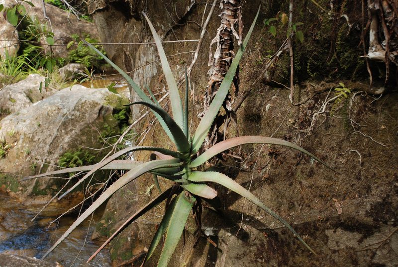 Aloe acutissima, photographed by Andrew Hankey