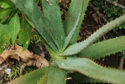 Aloe acutissima, photographed by Andrew Hankey