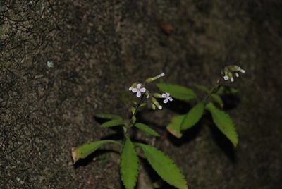 Kalanchoe bouvetii, photographed by Andrew Hankey