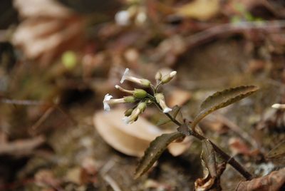 Kalanchoe bouvetii, photographed by Andrew Hankey