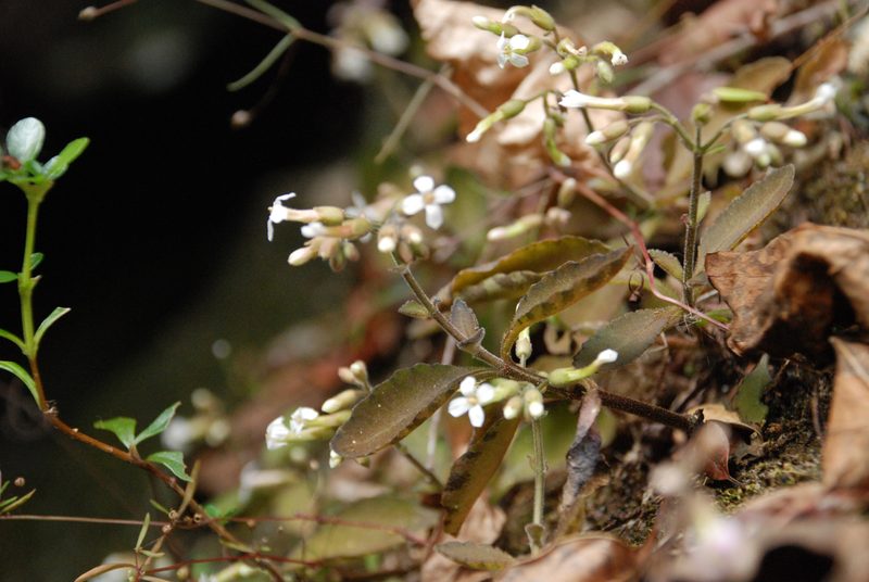 Kalanchoe bouvetii, photographed by Andrew Hankey