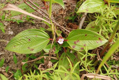 Tristemma mauritianum, photographed by Andrew Hankey