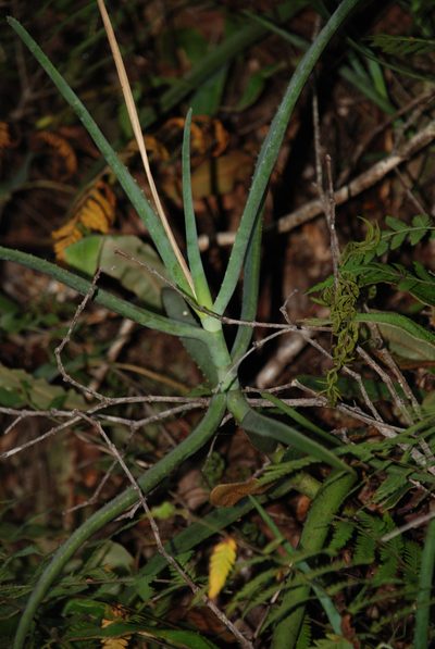 Aloe isaloensis, photographed by Andrew Hankey