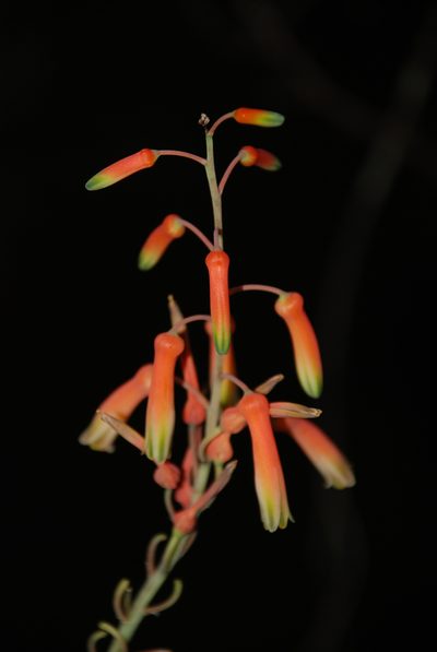 Aloe isaloensis, photographed by Andrew Hankey