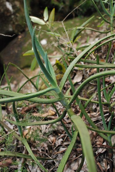 Aloe isaloensis, photographed by Andrew Hankey