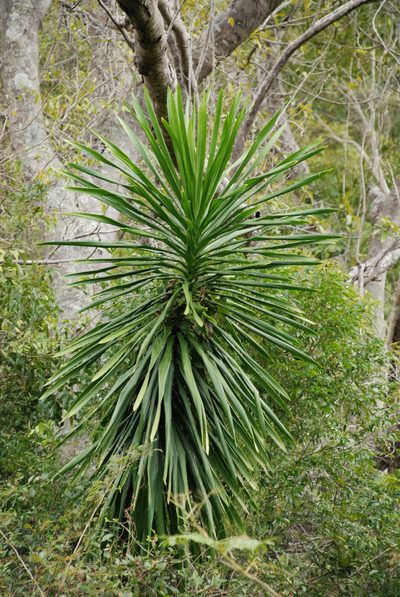 Dracaena xiphophylla, photographed by Andrew Hankey