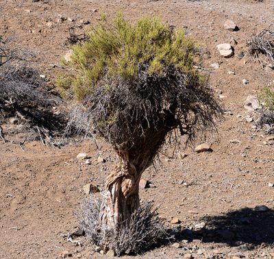 Ephedra chilensis, photographed by Nicolás Villaseca Merino