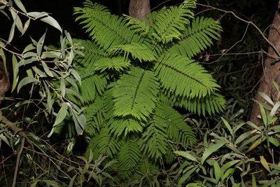 Jacaranda mimosifolia, photographed by Greg Tasney