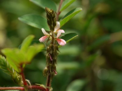Indigofera astragalina, photographed by Dinesh Valke