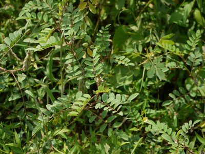 Indigofera astragalina, photographed by Dinesh Valke