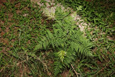 Grevillea robusta, photographed by Greg Tasney