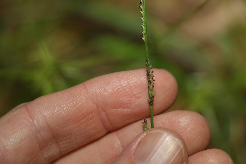 Setaria distans, photographed by Greg Tasney
