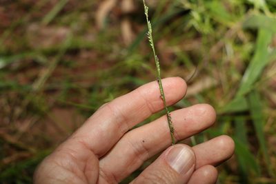 Setaria distans, photographed by Greg Tasney