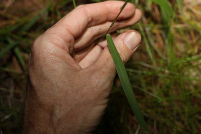 Setaria distans, photographed by Greg Tasney