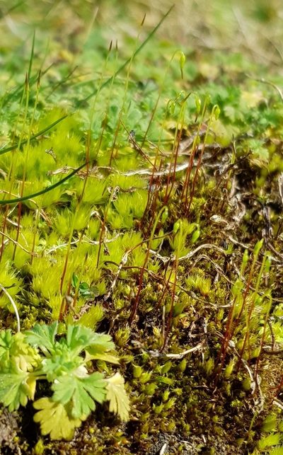 Brachymenium radiculosum, photographed by Helen Waterman