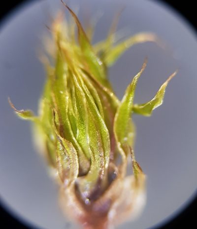 Brachymenium radiculosum, photographed by Helen Waterman